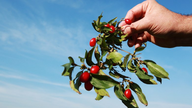 Dirndln aus dem Pielachtal, © weinfranz.at Dirndln aus dem Pielachtal, © weinfranz.at