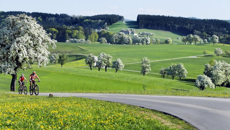 Sanfte Hügel an der Moststraße, © weinfranz.at Sanfte Hügel an der Moststraße, © weinfranz.at