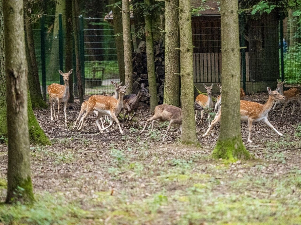 Wildgehege im Stadtwald St. Pölten