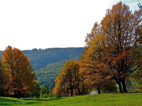 Service tree grove on the Gritschenberg, &copy; Wienerwald