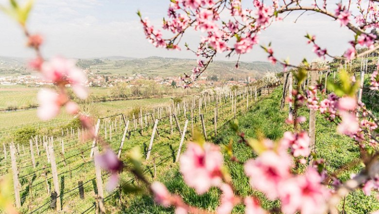 Bl&uuml;tenzauber und Fr&uuml;hlingserwachen: Genussreise St. P&ouml;lten, &copy; N&Ouml;W - Robert Herbst
