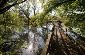 A wooden footbridge leads through a green, wooded area over a peaceful pond.