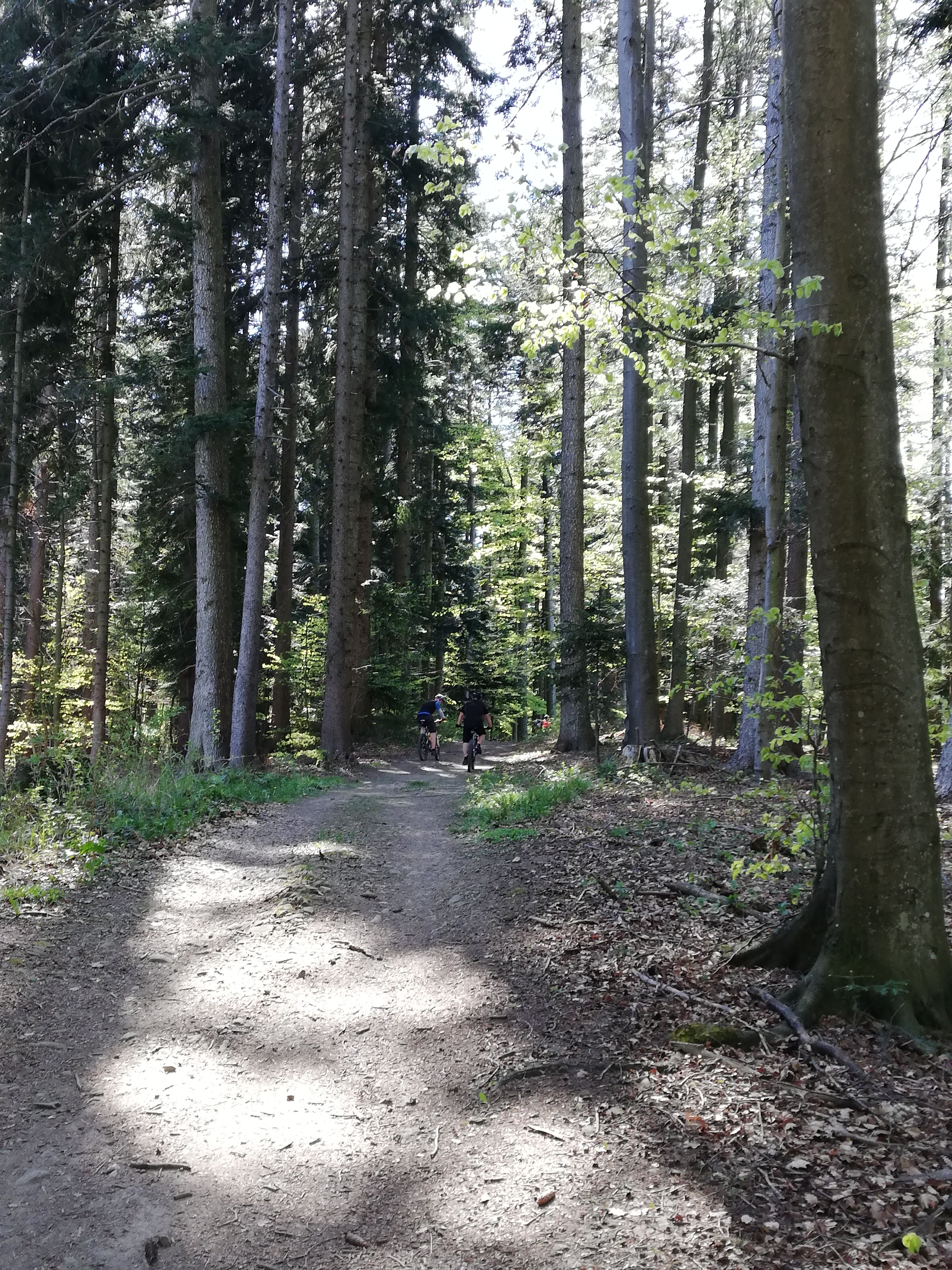 Biken im Wald