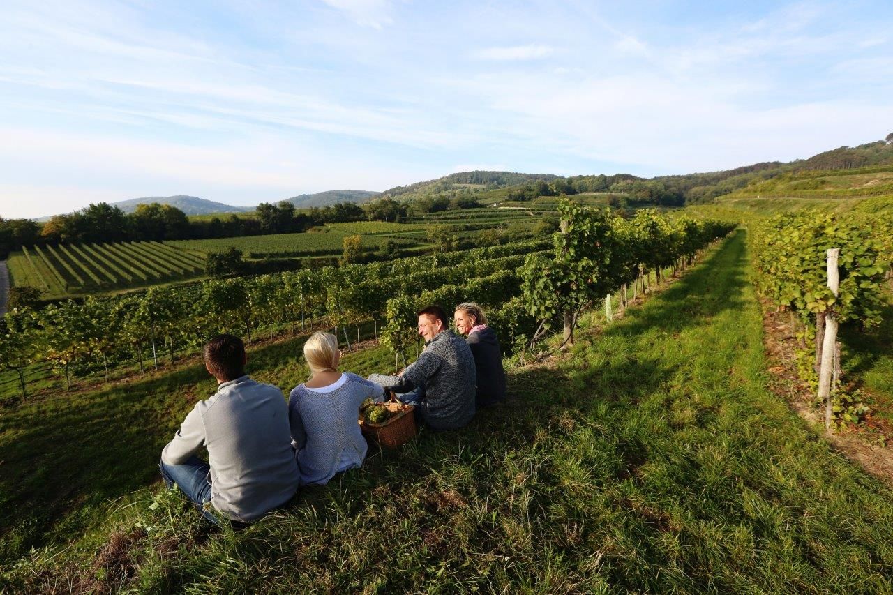 Weinlese Weinland Traisental