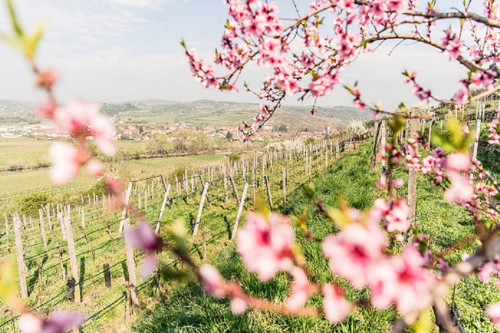 Blütenzauber und Frühlingserwachen: Genussreise St. Pölten