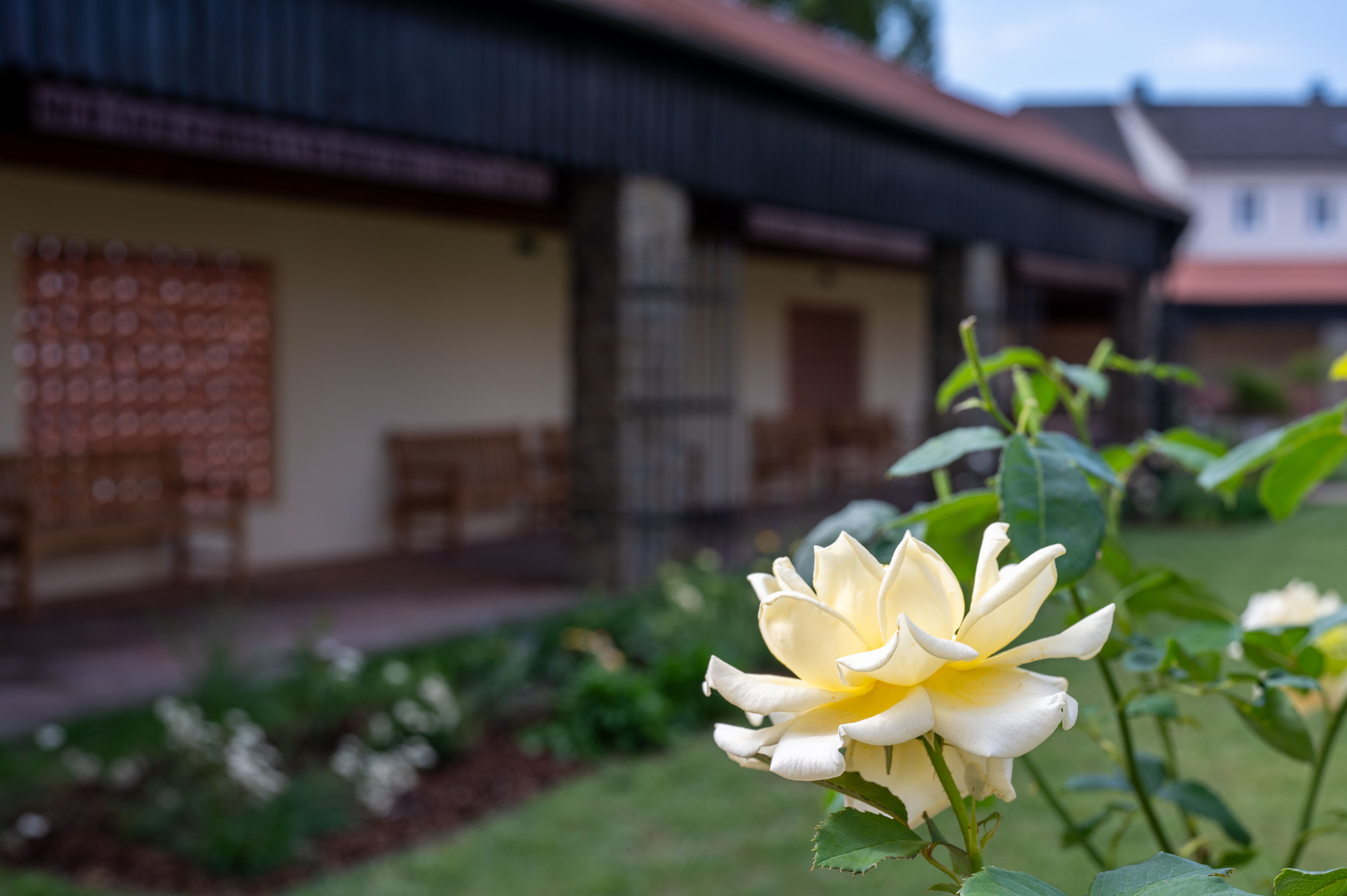 Der Fokus liegt auf einer Rose, die im Alumnatsgarten St. Pölten zu sehen ist.