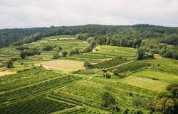 Weinland Traisental