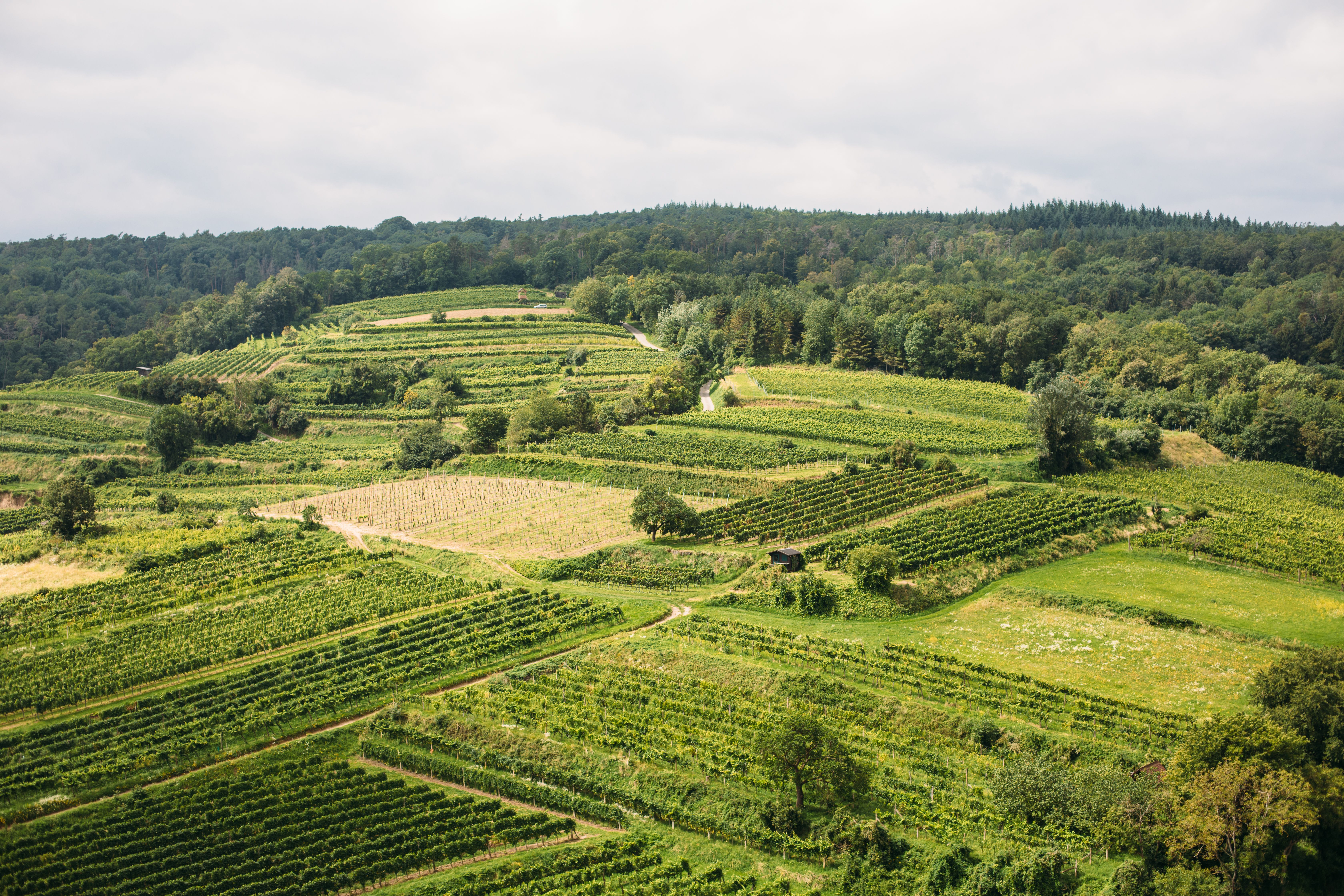 Weinland Traisental