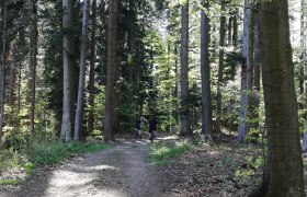 Biken im Wald, &copy; Mostviertel Tourismus