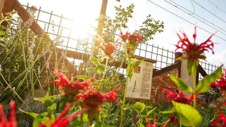 A sunny herb garden with red flowers and information board.