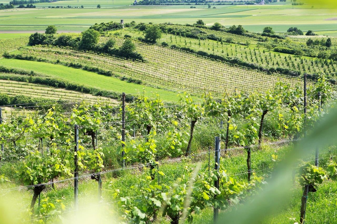 Beschwingte Tage im Weinland Traisental
