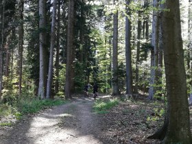 Biken im Wald, &copy; Mostviertel Tourismus