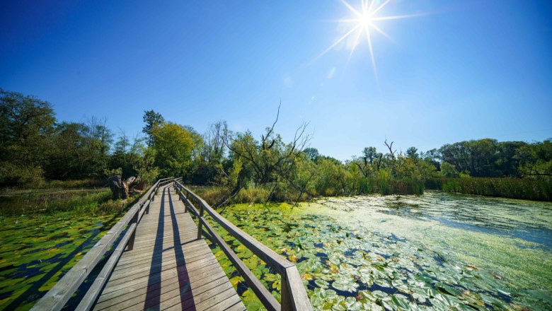 Wooden footbridge in the Feldm&uuml;hle Nature Park, surrounded by water plants and trees, under a bright blue sky with sunshine.
